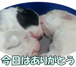 Bordercolliefan2 sticker #14496557