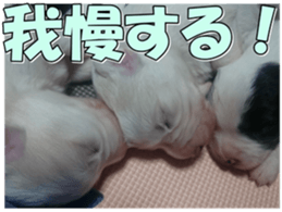 Bordercolliefan2 sticker #14496558