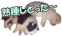 Bordercolliefan2 sticker #14496559