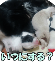 Bordercolliefan2 sticker #14496560