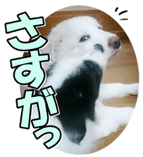 Bordercolliefan2 sticker #14496561