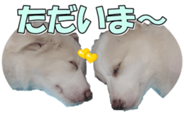 Bordercolliefan2 sticker #14496562