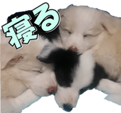 Bordercolliefan2 sticker #14496563