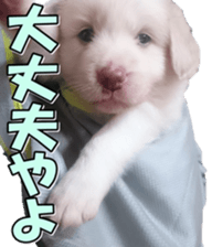 Bordercolliefan2 sticker #14496564