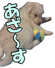 Bordercolliefan2 sticker #14496565