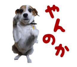 Our pet "Wamuko" sticker #14497198