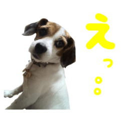 Our pet "Wamuko" sticker #14497199