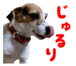 Our pet "Wamuko" sticker #14497200