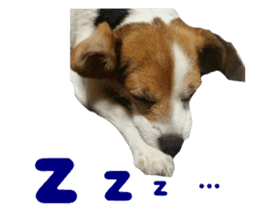 Our pet "Wamuko" sticker #14497201