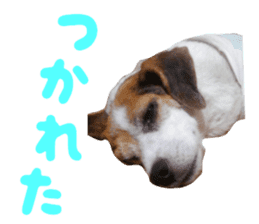 Our pet "Wamuko" sticker #14497202