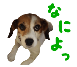 Our pet "Wamuko" sticker #14497203