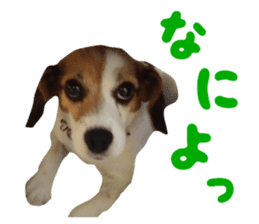 Our pet "Wamuko" sticker #14497203