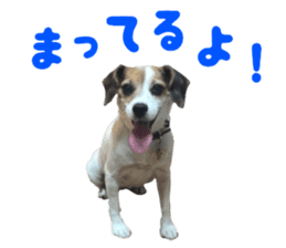 Our pet "Wamuko" sticker #14497204