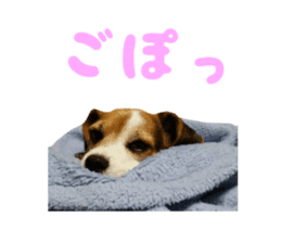 Our pet "Wamuko" sticker #14497205