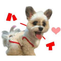 Real DOG Calling happiness -Laki-