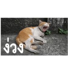 Slang Humor photos V.2 sticker #14504851