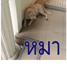 Slang Humor photos V.2 sticker #14504857