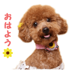 toy poodle "HANA"