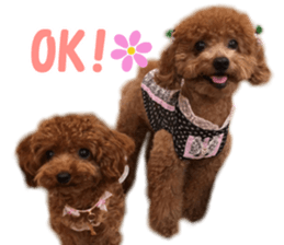 toy poodle "HANA" sticker #14507694
