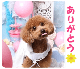 toy poodle "HANA" sticker #14507695