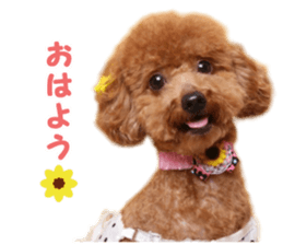 toy poodle "HANA" sticker #14507697