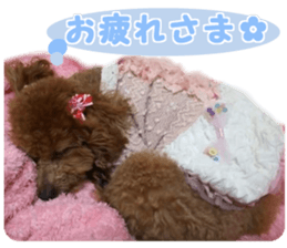 toy poodle "HANA" sticker #14507699
