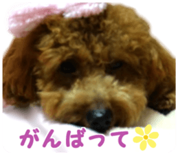 toy poodle "HANA" sticker #14507700