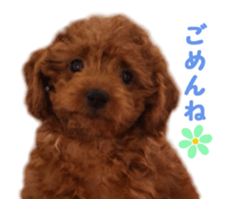 toy poodle "HANA" sticker #14507701