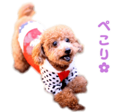 toy poodle "HANA" sticker #14507702
