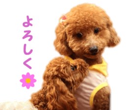 toy poodle "HANA" sticker #14507703