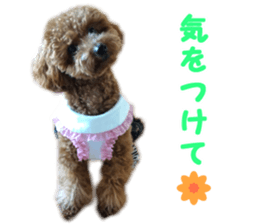 toy poodle "HANA" sticker #14507704
