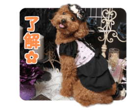 toy poodle "HANA" sticker #14507705