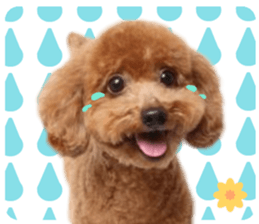 toy poodle "HANA" sticker #14507706