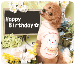 toy poodle "HANA" sticker #14507707