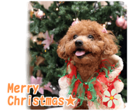 toy poodle "HANA" sticker #14507708