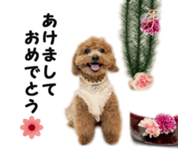 toy poodle "HANA" sticker #14507709