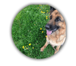 pelly and lucky sticker #14509958