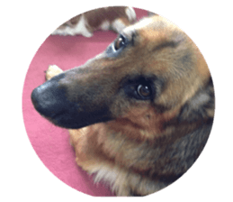 pelly and lucky sticker #14509959