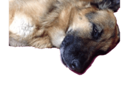 pelly and lucky sticker #14509969