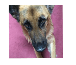 pelly and lucky sticker #14509970