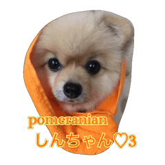 pomeranian shin-chan3