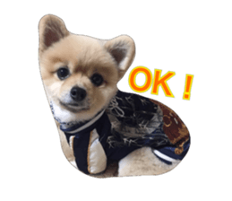 pomeranian shin-chan3 sticker #14513831