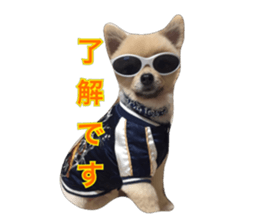 pomeranian shin-chan3 sticker #14513832