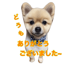 pomeranian shin-chan3 sticker #14513833