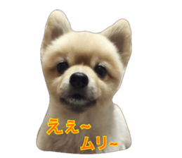 pomeranian shin-chan3 sticker #14513834