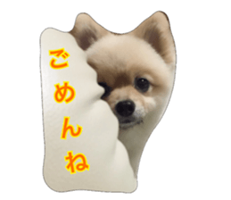 pomeranian shin-chan3 sticker #14513835