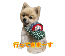 pomeranian shin-chan3 sticker #14513839