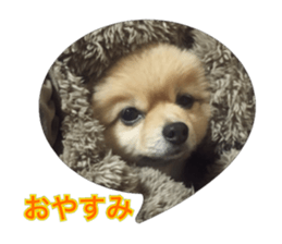 pomeranian shin-chan3 sticker #14513841