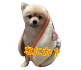 pomeranian shin-chan3 sticker #14513843
