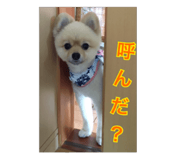 pomeranian shin-chan3 sticker #14513845